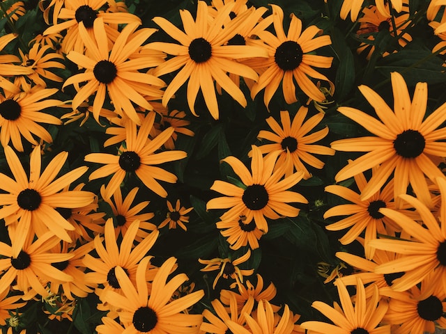 bloemen